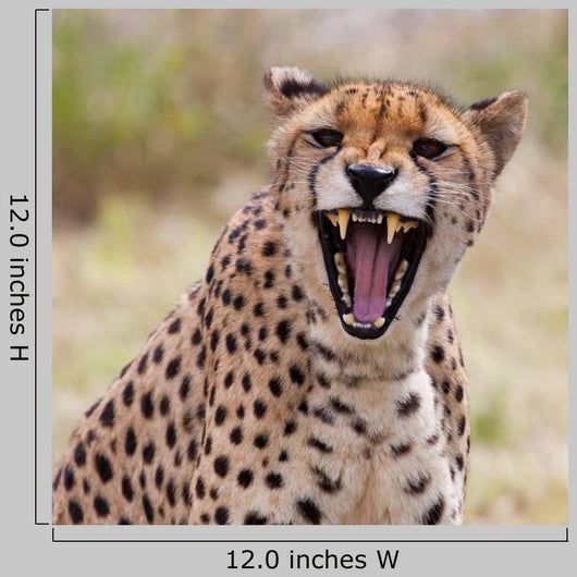 Cheetah 3