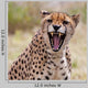 Cheetah 3