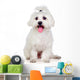 Beautiful white Bichon Maltese Wall Decal