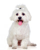 Beautiful white Bichon Maltese Wall Decal