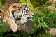 Siberian Tiger Panthera Tigris