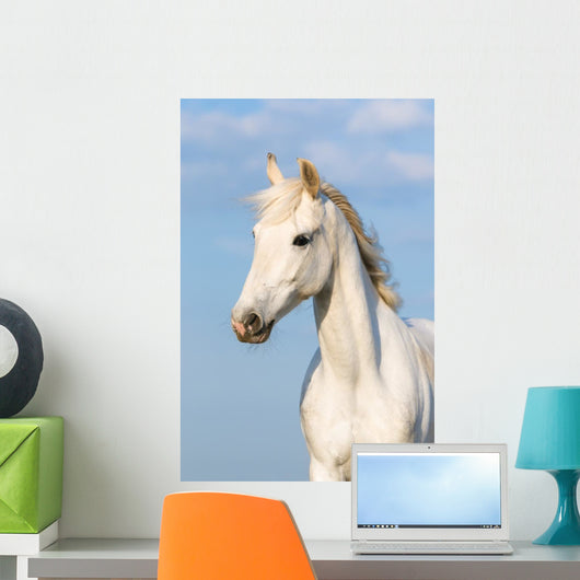 White Orlov Trotter Horse