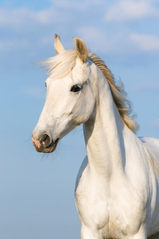 White Orlov Trotter Horse