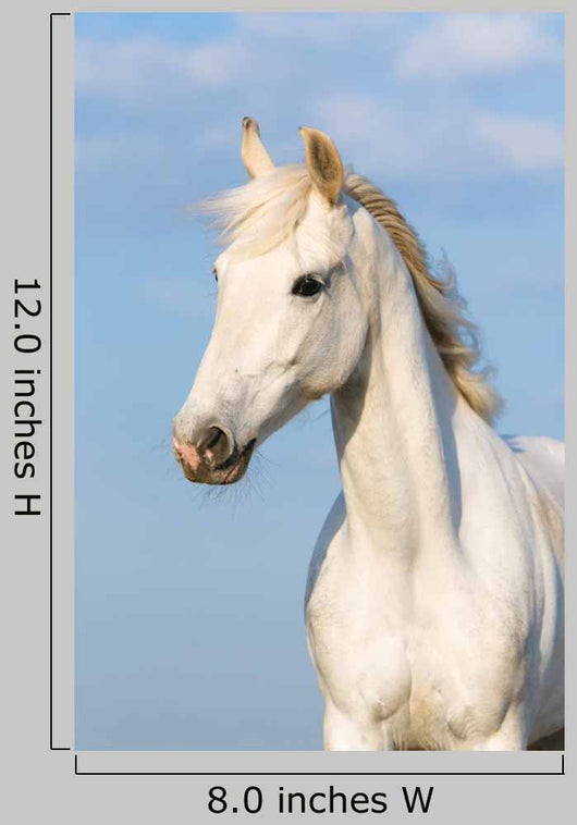 White Orlov Trotter Horse