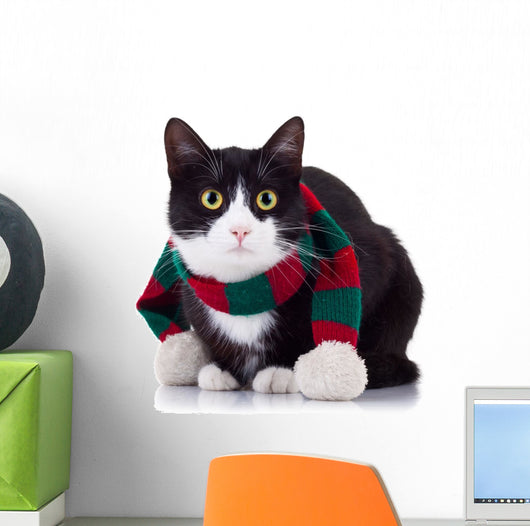 Black and White Cat