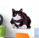 Black and White Cat