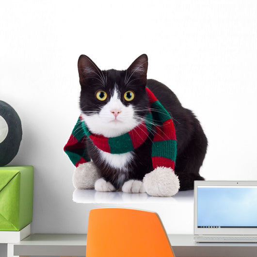 Black and White Cat