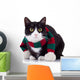 Black and White Cat