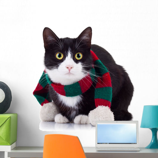 Black and White Cat