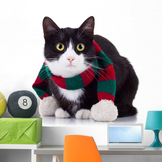 Black and White Cat