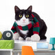 Black and White Cat