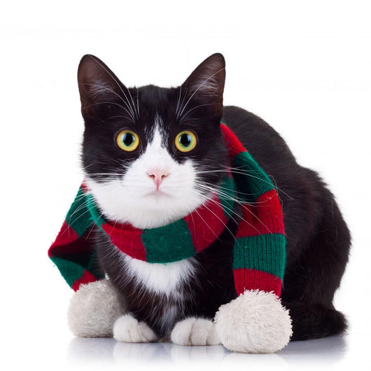Black and White Cat