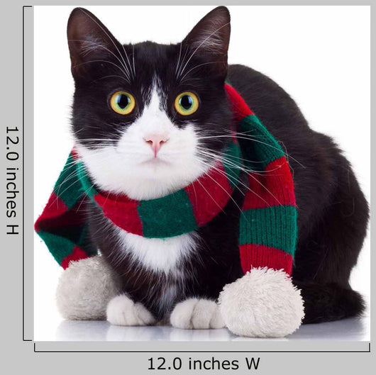 Black and White Cat