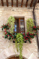 Flowers Hangs Window Home