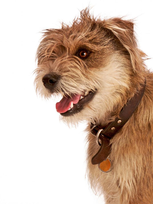 Cute Shaggy Pet Terrier Wall Mural