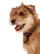 Cute Shaggy Pet Terrier Wall Mural