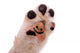 Dog Paw with Smile