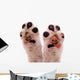 Two Smiling Dog Paws