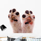 Two Smiling Dog Paws
