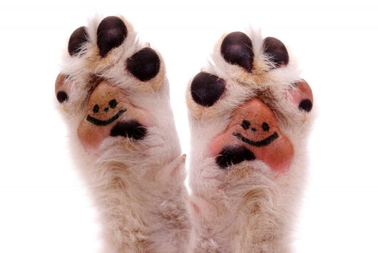 Two Smiling Dog Paws