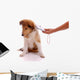 Identification of pets reader device Wall Decal