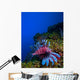 Lionfish Pterois