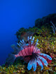 Lionfish Pterois