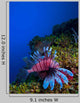 Lionfish Pterois