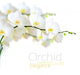 White Orchid