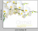 White Orchid