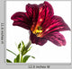 Single Salpiglossis