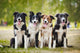 Group Happy Dogs Sittingon