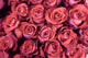 Rose Wall Mural