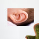 Ear of Babies Wall Mural