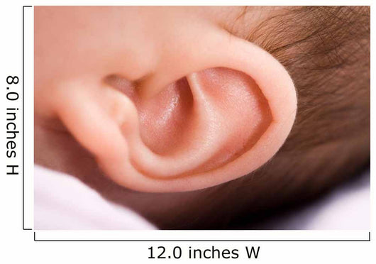 Ear of Babies Wall Mural