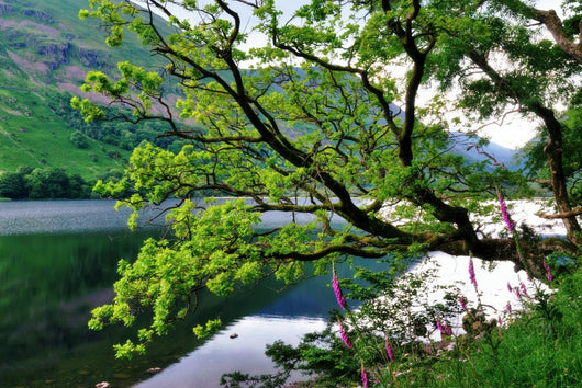 Oak Tree and Foxgloves