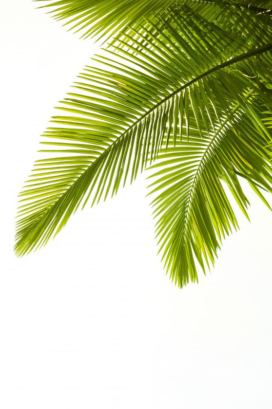 Palm Leaves White Wall Decal