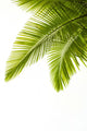 Palm Leaves White Wall Decal