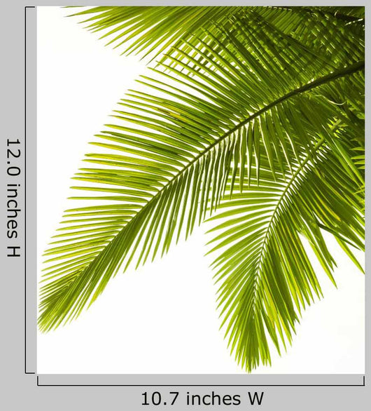 Palm Leaves White Wall Decal