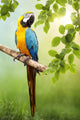 Macaw Parrot