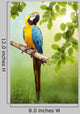 Macaw Parrot
