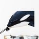 Detail Orca Wall Mural