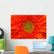 Closeup Of Orange Gerbera Flower Wall Mural