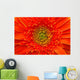Closeup Of Orange Gerbera Flower Wall Mural