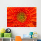 Closeup Of Orange Gerbera Flower Wall Mural
