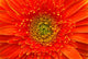Closeup Of Orange Gerbera Flower Wall Mural