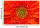 Closeup Of Orange Gerbera Flower Wall Mural
