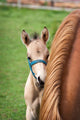 Mare and Her Foal