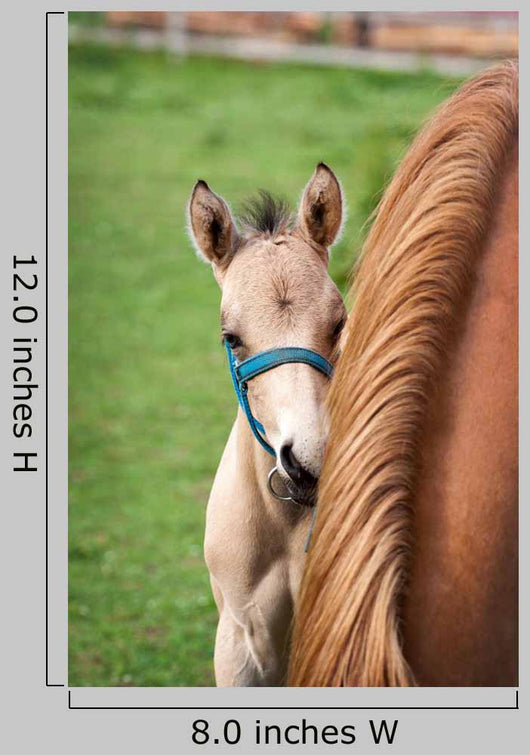 Mare and Her Foal