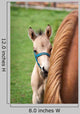 Mare and Her Foal